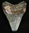 Bargain Megalodon Tooth - Venice, FL #5412-1